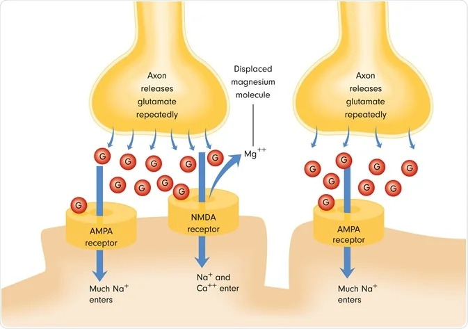 Illustrative representation of NMDA receptors in the brain along with glutamate neurotransmitters