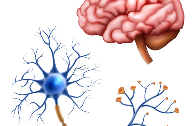 Illustrative representation of a brain and a neurotransmitter