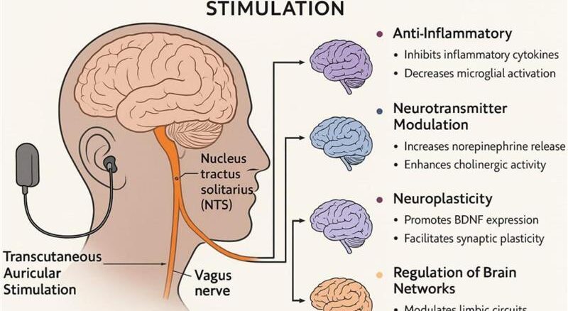 Illustrative representation of non-invasive vagus nerve stimulation and regions affected vy this treatment
