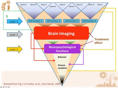 Image representation of brain imaging and and its neuropsychological functions